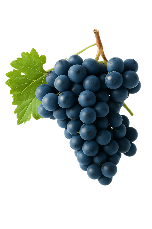 Racimo de uva Mencía